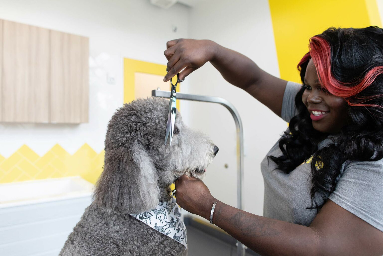 Washington DC Dog Groomer