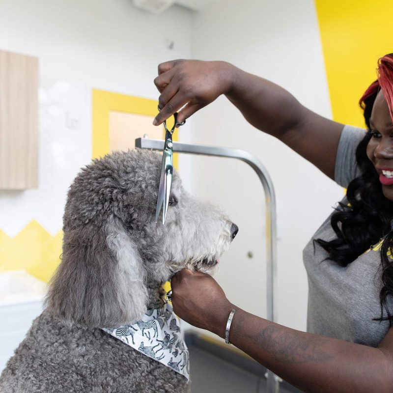 Washington DC Dog Groomer